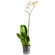 White Phalaenopsis orchid in a pot. Sumy